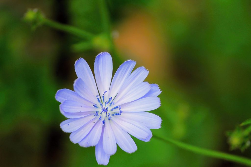 Welke Bach Bloemen Remedies heb je nodig?