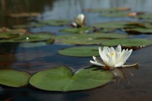 Yoga-relaxatie woensdag avond april-juni @ Buggenhout | Vlaanderen | België